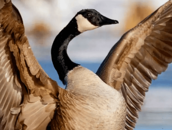 Web Design Inspiration: Saint Goose Wine and Spirits